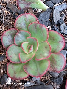 Echeveria Rauber
