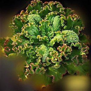 ACRUX- Planta Suculenta Gibbiflora para Jardim