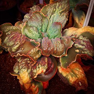 FIGARO- Planta Suculenta Gibbiflora para Jardim