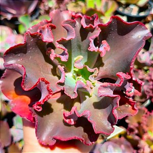 OLIVER - Suculenta Gibbiflora