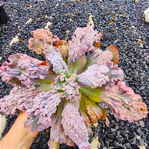 MIST- Planta Suculenta Gibbiflora para Jardim