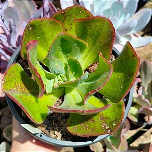 ALIGATOR - Suculenta gibbiflora