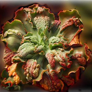 QUARTZ- Planta Suculenta Gibbiflora para Jardim