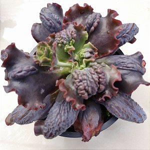 BIG CAT- Planta Suculenta Gibbiflora para Jardim