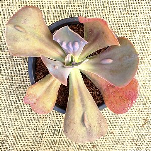 NAOMI - Muda de Suculenta Gibbiflora