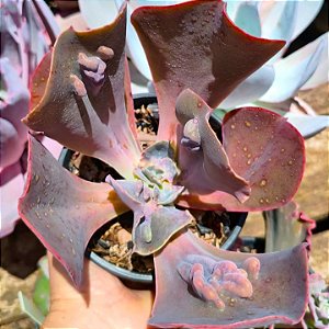 NAOMI - Muda de Suculenta Gibbiflora