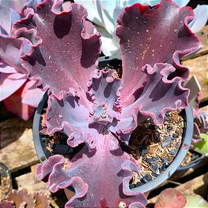 LAVANDER FRILLS - Suculenta Gibbiflora