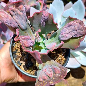 YOQUEIRO - Suculenta Gibbiflora