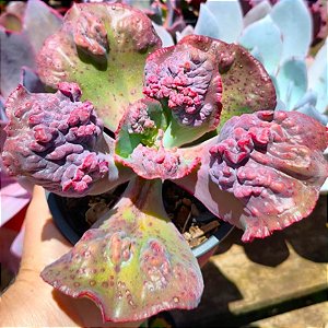 DUENDE- Planta Suculenta Gibbiflora para Jardim