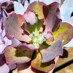 PAY DACING - Suculenta Gibbiflora