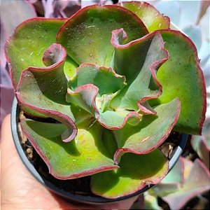 SYRENE - Suculenta Gibbiflora