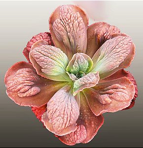 KOA - Suculenta Gibbiflora