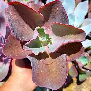 HB. MANDALA - Planta Suculenta Gibbiflora para Jardim