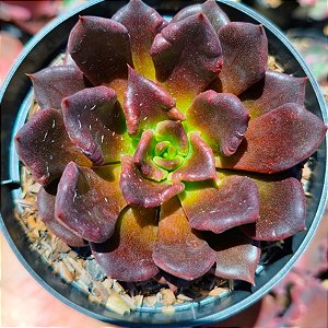 SUPER BOLL - Planta Suculenta Gibbiflora para Jardim