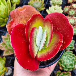 KALANCHOE THYRSIFLORA (Orelha de Elefante) - Arvoreta