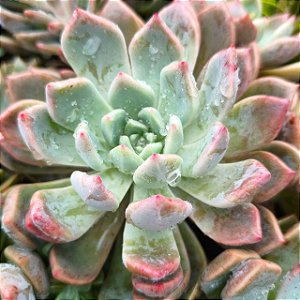 AGUITA ROSE - Suculenta compacta