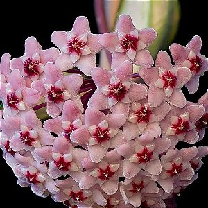 FLOR DE CERA ROSA- Pendente