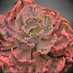 BEYONCÉ - Suculenta Gibbiflora