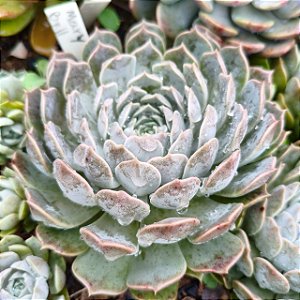 MARY BELL - Suculenta Compacta