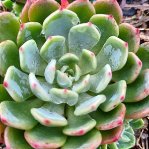 LARA - Suculenta Compacta