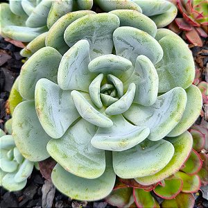 SETOSA OTERO - Planta Suculenta para Jardim