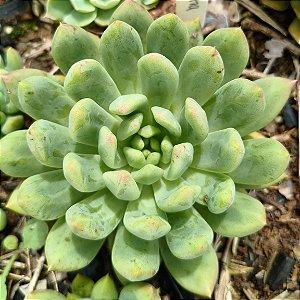 ALBA ALOHA - Planta Suculenta para Jardim