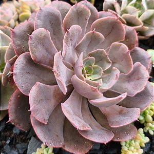 PAINTED PURPLE - Suculenta Compacta