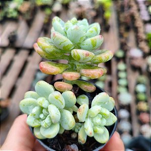 CLAVATON - Planta Suculenta para Jardim