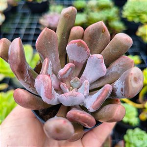 CUPID - Planta Suculenta para Jardim