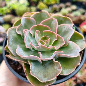 CAMISOLE - Planta Suculenta para Jardim