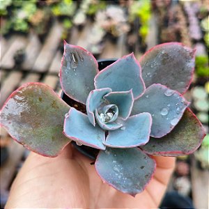 ADROMEDA - Suculenta para Jardim e Decoração