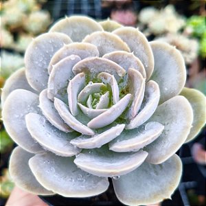 RUNYONII SAN CARLOS - Planta suculenta San Carlos