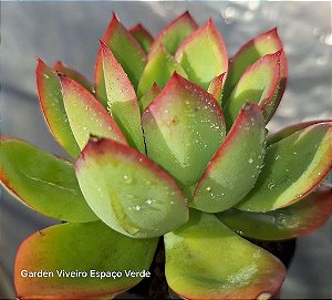 LUELLA - Planta Suculenta para jardim, verde com pontas vermelhas