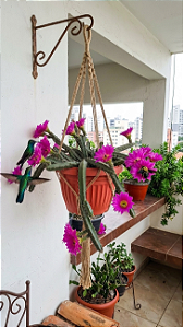 Cacto Rabo de Cão para Jardim e Decoração