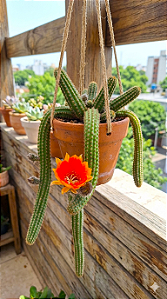 Cacto Lobivia Silvestre Flor Laranja
