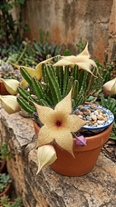 Stapelia Estrela Flor Amarela