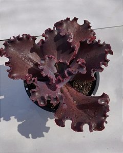 GIBBIFLORA JANE NAYLOR