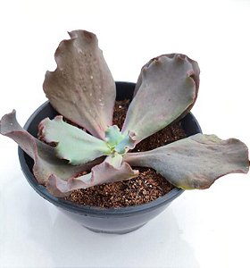 VILAIN - Planta Suculenta Gibbiflora para Jardim