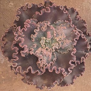 VILLAIN - Planta Suculenta Gibbiflora para Jardim
