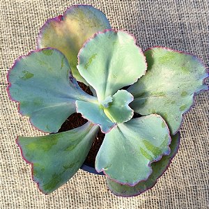 GIGANTEA - Planta Suculenta Gibbiflora para Jardim