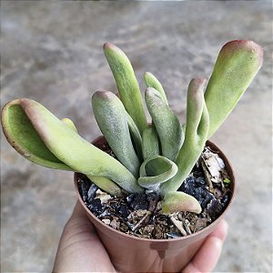 Kalanchoe Oricula Suculenta Natural