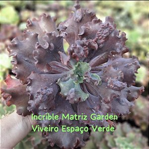 INCRIBLE - Suculenta Echeveria Gibbiflora