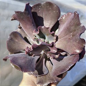 INCRIBLE - Suculenta Echeveria Gibbiflora
