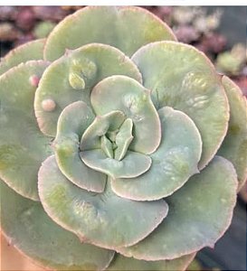 Rosa de Jade - Muda de Suculenta Gibbiflora
