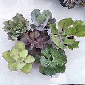 KIT-02 Com 06 mudas gibbifloras Tam. vaso 13 maior, com raízes.