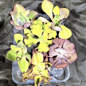 KIT-05 Com 06 mudas gibbifloras Tam. vaso 18, corte sem raízes.