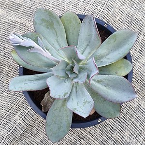 Alex - Suculenta Gibbiflora para jardim