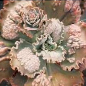 PEARL Importada - planta suculenta gibbiflora para Jardim