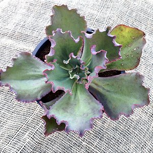 ID PERDIDAS OU S/ID - Suculenta Gibbiflora - Planta Jardim e Decoração