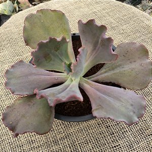 FIRE AND ICE - Suculenta Gibbiflora